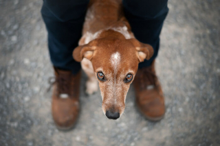 Illustration de l'article : 18 photos de chats et de chiens, sublimés par l’œil d’un photographe