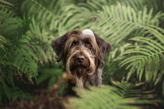 Illustration de l'article : 18 photos de chats et de chiens, sublimés par l’œil d’un photographe