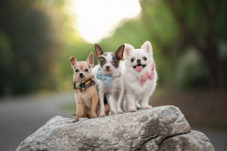 Illustration de l'article : 18 photos de chats et de chiens, sublimés par l’œil d’un photographe