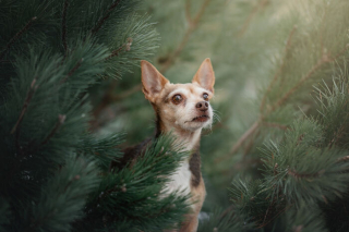 Illustration de l'article : 18 photos de chats et de chiens, sublimés par l’œil d’un photographe