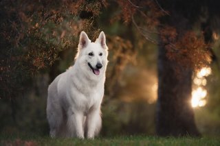 Illustration de l'article : 18 photos de chats et de chiens, sublimés par l’œil d’un photographe