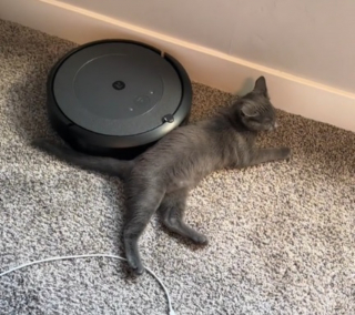 Illustration de l'article : Les propriétaires d'un chat se demandaient pourquoi leur robot aspirateur ne faisait pas son travail avant de découvrir leur "amitié" (vidéo)