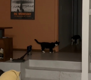 Illustration de l'article : Un chat cherche à aider tendrement son congénère nouvellement adopté à jouer et à embrasser la vie de famille (vidéo)