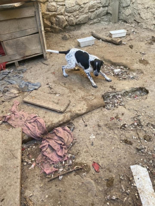 Illustration de l'article : Déterminé à sauver les animaux, un jeune de 18 ans consacre une partie de son temps à gérer des enquêtes contre la maltraitance animale