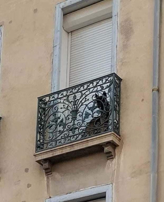 Illustration de l'article : Déterminé à sauver les animaux, un jeune de 18 ans consacre une partie de son temps à gérer des enquêtes contre la maltraitance animale