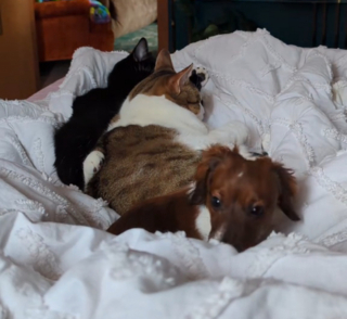 Illustration de l'article : A force de vivre avec des chats, cette Teckel en a oublié son identité canine (vidéo)