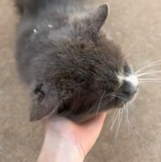 Illustration de l'article : Elle cherchait un chien à adopter jusqu'à ce que le numéro de charme d'un chat errant lui fasse revoir ses plans (vidéo) 