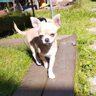 Illustration de l'article : Sans nouvelles de son chiot Chihuahua depuis 2 semaines, elle prend le 1er train l'emmenant 800 km plus loin après l'appel surprise d'un vétérinaire