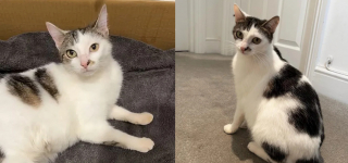 Illustration de l'article : La réaction époustouflante d'une jeune maman chat s'étant vu proposer 3 chatons nouveau-nés rejetés par leur mère