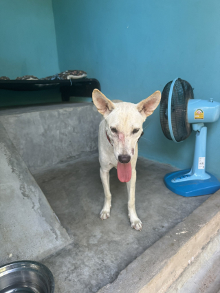 Illustration de l'article : Cette chienne pleine de gratitude ne cesse de retourner au sanctuaire qui a soigné sa blessure pour saluer ses bienfaiteurs (vidéo)