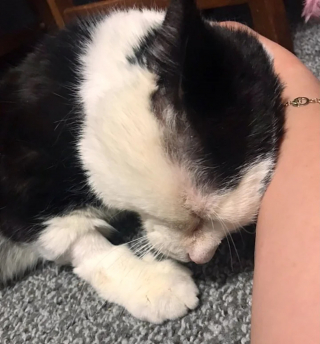 Illustration de l'article : Ce chat se déplace en faisant "le poirier" pour une raison poignante et décide de surmonter sa timidité auprès de sa mère d'accueil