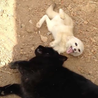 Illustration de l'article : Après plusieurs semaines de séparation, ce petit Fennec a la plus adorable des réactions lorsqu’il retrouve enfin son meilleur ami le chat (vidéo)