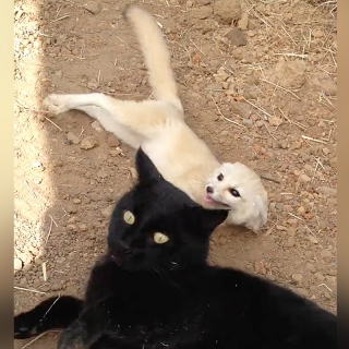 Illustration de l'article : Après plusieurs semaines de séparation, ce petit Fennec a la plus adorable des réactions lorsqu’il retrouve enfin son meilleur ami le chat (vidéo)