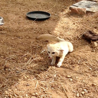 Illustration de l'article : Après plusieurs semaines de séparation, ce petit Fennec a la plus adorable des réactions lorsqu’il retrouve enfin son meilleur ami le chat (vidéo)