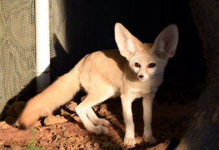 Illustration de l'article : Après plusieurs semaines de séparation, ce petit Fennec a la plus adorable des réactions lorsqu’il retrouve enfin son meilleur ami le chat (vidéo)