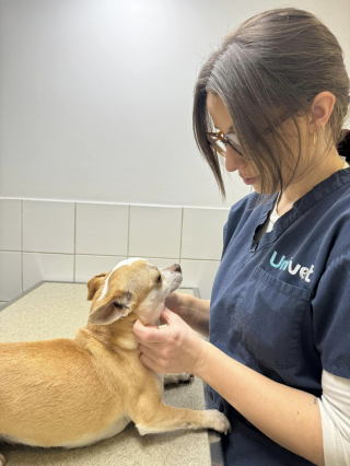 Illustration de l'article : Alors que tous ses compagnons de sauvetage ont été adoptés, cette chienne réformée d'élevage rêve depuis plusieurs mois de trouver son âme sœur 