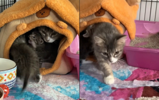 Illustration de l'article : Une chatte pourtant trop jeune pour être maman élève ses petits du mieux qu'elle peut et touche en plein coeur une bénévole en visite au refuge (vidéo)