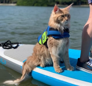 Illustration de l'article : Ce Maine Coon a une passion hors du commun pour l'eau, à tel point qu’il pratique régulièrement un sport nautique avec sa maîtresse (vidéo)