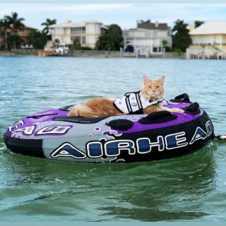 Illustration de l'article : Ce Maine Coon a une passion hors du commun pour l'eau, à tel point qu’il pratique régulièrement un sport nautique avec sa maîtresse (vidéo)