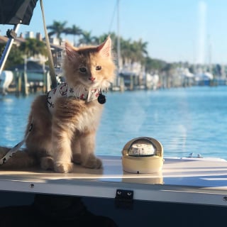 Illustration de l'article : Ce Maine Coon a une passion hors du commun pour l'eau, à tel point qu’il pratique régulièrement un sport nautique avec sa maîtresse (vidéo)