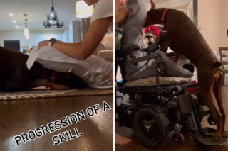 Illustration de l'article : L’admirable persévérance d’une femme qui a entraîné son Dobermann à devenir un chien d’assistance pour son mari en fauteuil roulant (vidéo)
