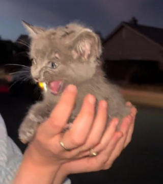 Illustration de l'article : Elle poste une première vidéo montrant le sauvetage par les pompiers d'un chaton tombé dans un égout puis une 2e révélant sa merveilleuse décision