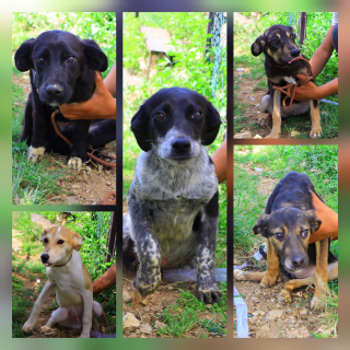 Illustration de l'article : 5 chiots nés dans la rue rêvent de vivre en sécurité et d’aimer une famille pour la vie (vidéo)