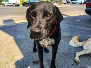 Illustration de l'article : 5 chiots nés dans la rue rêvent de vivre en sécurité et d’aimer une famille pour la vie (vidéo)