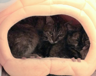 Illustration de l'article : 2 chattes semi-sauvages inséparables passent des mois à apprendre à baisser la garde auprès de leur bienfaitrice en vue d'un nouveau départ
