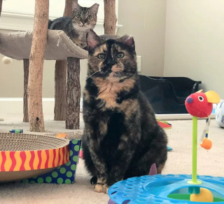 Illustration de l'article : 2 chattes semi-sauvages inséparables passent des mois à apprendre à baisser la garde auprès de leur bienfaitrice en vue d'un nouveau départ