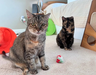 Illustration de l'article : 2 chattes semi-sauvages inséparables passent des mois à apprendre à baisser la garde auprès de leur bienfaitrice en vue d'un nouveau départ