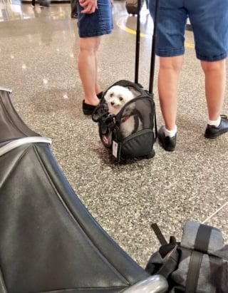 Illustration de l'article : 16 photos de chats ou de chiens qui vous feront sourire à coup sûr