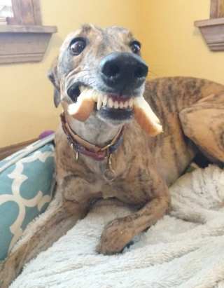 Illustration de l'article : 16 photos de chats ou de chiens qui vous feront sourire à coup sûr