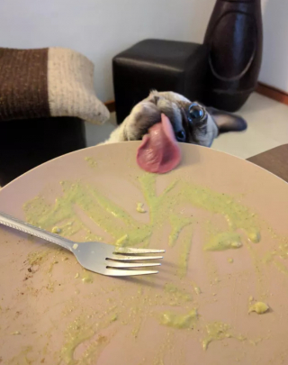 Illustration de l'article : 16 photos de chats ou de chiens qui vous feront sourire à coup sûr