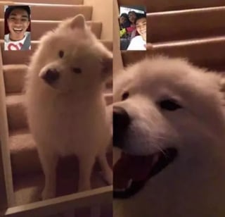 Illustration de l'article : 16 photos de chats ou de chiens qui vous feront sourire à coup sûr