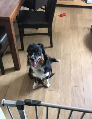 Illustration de l'article : 16 photos de chats ou de chiens qui vous feront sourire à coup sûr