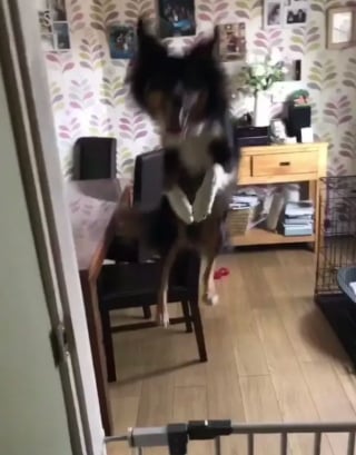 Illustration de l'article : 16 photos de chats ou de chiens qui vous feront sourire à coup sûr