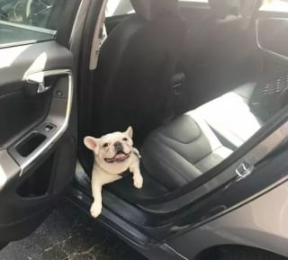 Illustration de l'article : 16 photos de chats ou de chiens qui vous feront sourire à coup sûr