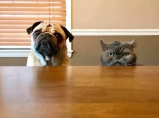 Illustration de l'article : 16 photos de chats ou de chiens qui vous feront sourire à coup sûr