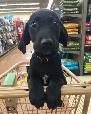 Illustration de l'article : 16 photos de chats ou de chiens qui vous feront sourire à coup sûr