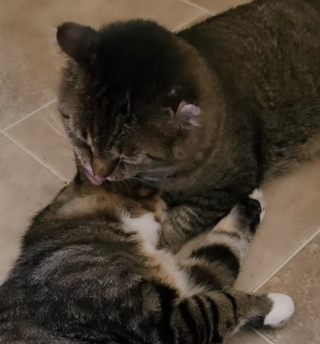 Illustration de l'article : La réaction bouleversante d'un chat sénior sauvé de l'errance retrouvant l'un de ses "fils" après des mois de séparation