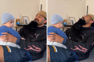 Illustration de l'article : À l’arrivée du bébé de ses maîtres, ce chat noir refuse de partager l’attention (vidéo)