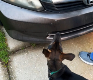 Illustration de l'article : Un chiot n'arrête pas d'aboyer en regardant fixement la voiture de ses propriétaires, en soulevant le capot ils découvrent la source de son inquiétude (vidéo)