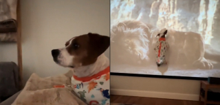 Illustration de l'article : Elle regarde "Le Roi Lion" avec son chien et reste bouche bée en le voyant vivre le film aussi intensément (vidéo)