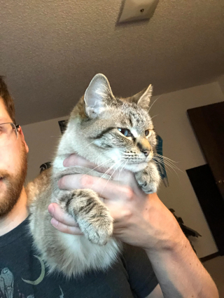Illustration de l'article : Pour que sa chatte arrête de l’empêcher de travailler, un jeune homme trouve par hasard une adorable solution