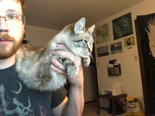Illustration de l'article : Pour que sa chatte arrête de l’empêcher de travailler, un jeune homme trouve par hasard une adorable solution