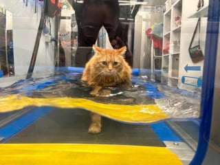 Illustration de l'article : Un chat aux prises avec l'obésité doit trouver le courage de surmonter sa phobie de l'eau pour sa santé