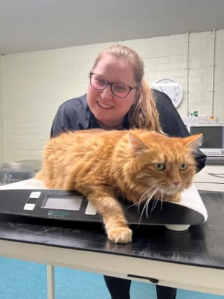 Illustration de l'article : Un chat aux prises avec l'obésité doit trouver le courage de surmonter sa phobie de l'eau pour sa santé