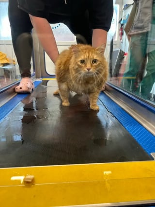 Illustration de l'article : Un chat aux prises avec l'obésité doit trouver le courage de surmonter sa phobie de l'eau pour sa santé