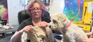 Illustration de l'article : Le geste admirable d'une toiletteuse pour aider les chiens de sans-abris à mieux supporter la chaleur accablante de l'été